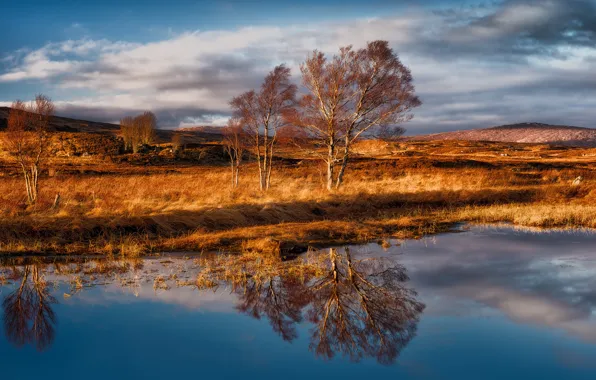 Обои ветер, деревья, Раннох-Мур, Шотландия, Rannoch Moor