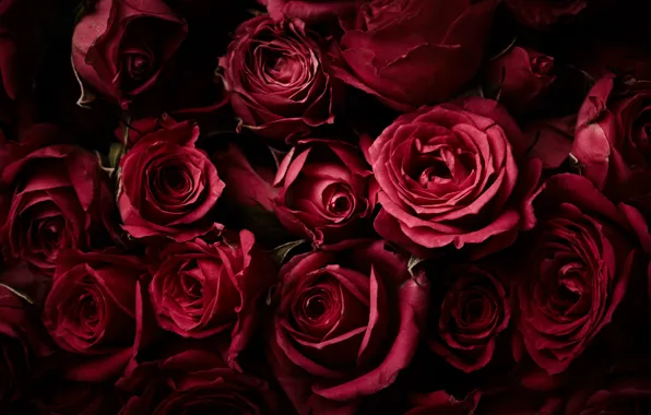 Обои бутоны, background, fresh, roses, natural, розы, красные, фон, red, flowers, цветы