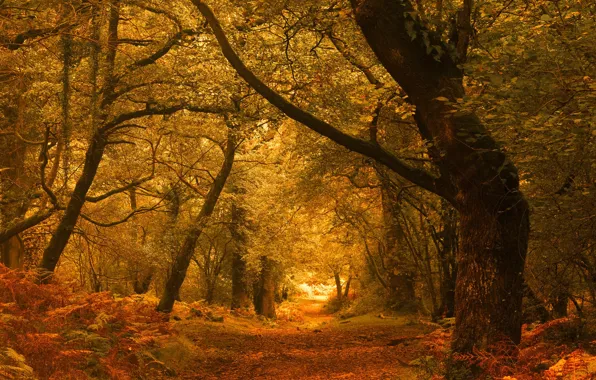 Обои England, осень, лес, Horner Woods, Exmoor, Эксмур, деревья, Англия