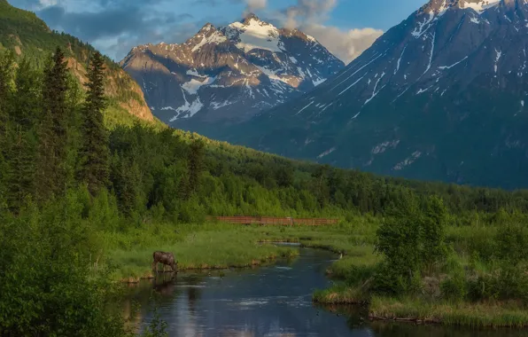 Обои Аляска, лось, Игл-Ривер, Alaska, горы, Чугачские горы, Chugach Mountains, Eagle River, река, лес