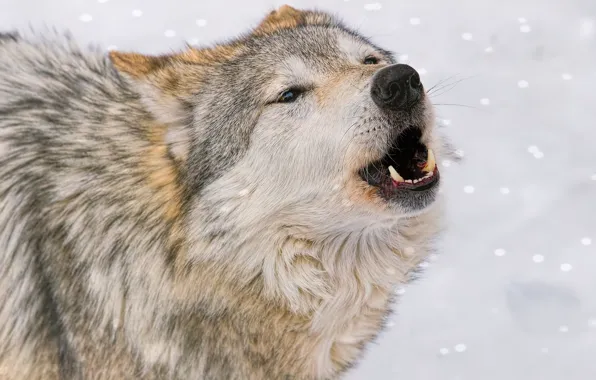 Обои снег, хищник, волк, вой