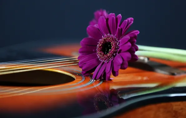 Обои фон, гитара, цветок