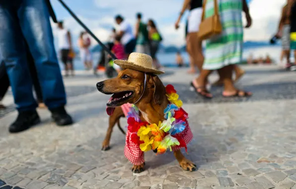 Обои пляж, такса, карнавал, Рио-де-Жанейро, Копакабана, Бразилия, шляпа