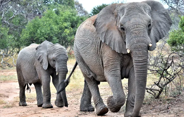 Обои слониха, слонёнок, семья