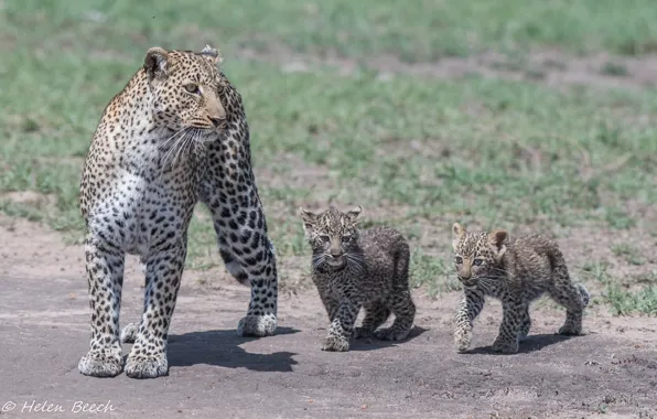 Обои хищники, Африка, леопарды, детёныши, дикие кошки, семья, семейство, трио, мать