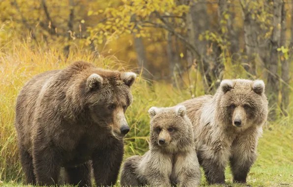 Обои гризли, медведи, семья