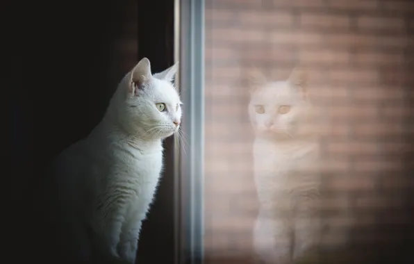 Обои окно, дом, кошка
