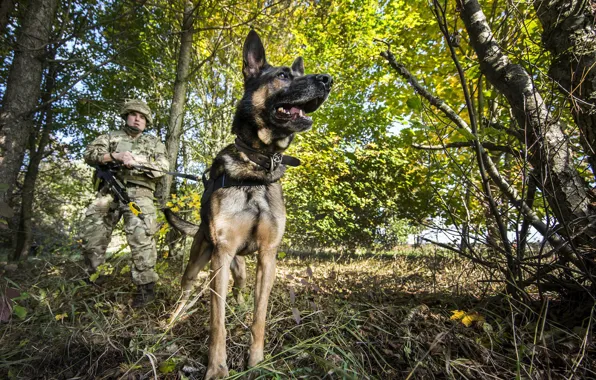 Обои солдат, армия, собака