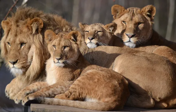Обои семья, большой кот, зоопарк, детеныши, львица, лев, Сафари