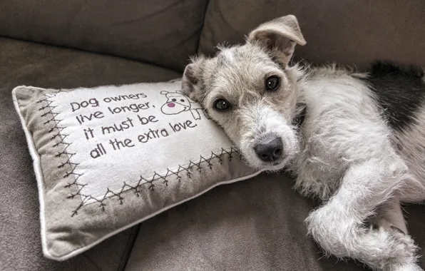 Обои надпись, уют, подушка, терьер, фон, серый, щенок, взгляд, диван, лежит, собака
