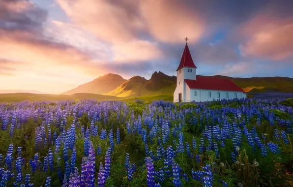 Обои Весна, природа, церковь, Исландия, Лето, храм, цветы