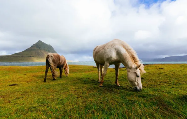 Обои пасутся, кони, лошади, исландские, Исландия, поле, горы