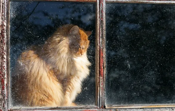Обои окно, дом, кошка