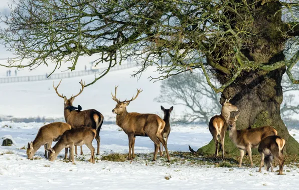 Обои семья, дерево, стадо, снег, рога, олень