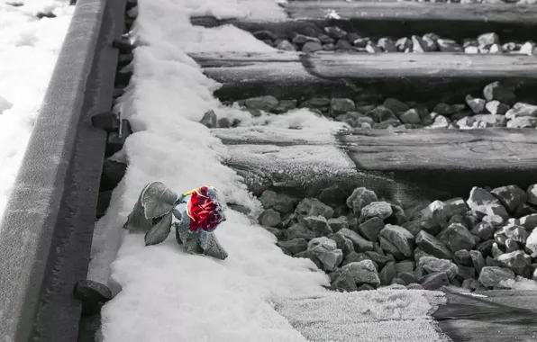 Обои роза, цветок, снег, железная дорога