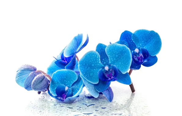 Обои цветы, орхидея, синяя, капли