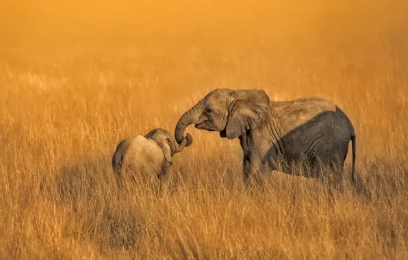 Обои Амбосели, Кения, Национальный парк, слоны, семья