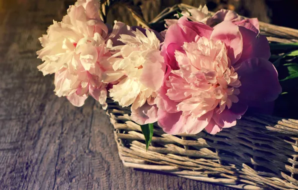 Обои beautiful, корзина, розовые, wood, пионы, pink, flowers, peony