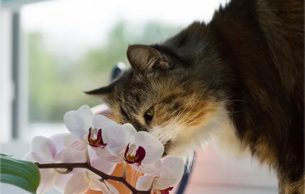 Обои кот, цветок, орхидея, кошка