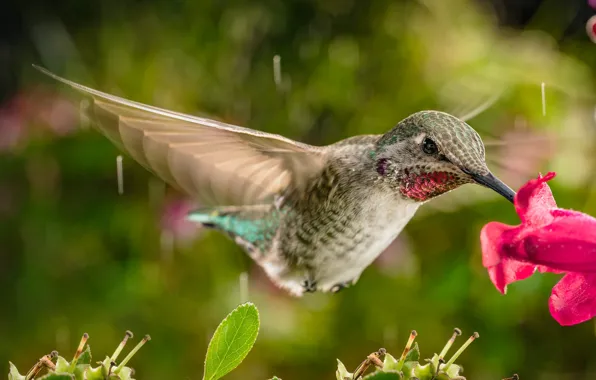 Обои цветок, птичка, William Lee, полёт, дождь, колибри