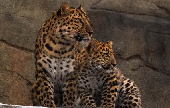 Обои хищники, леопарды, дикие кошки, семья, пара, зоопарк, амурские, мать и детёныш