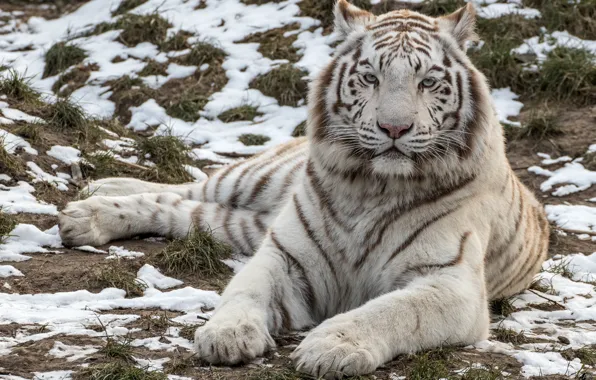 Обои красавец, хищник, белый, тигр
