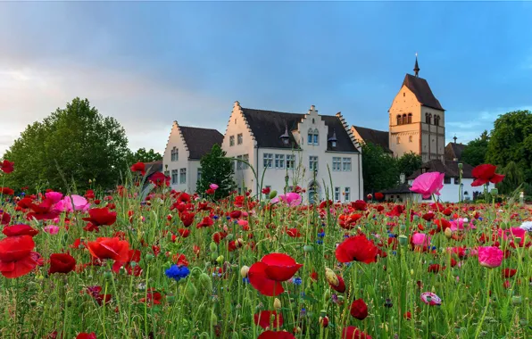 Обои маки, Münster St. Maria und Markus, луг, остров Райхенау, Германия, церковь, Боденское озеро, цветы