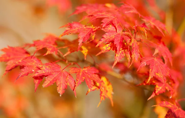 Красивые красные японский клен листья на осень Лицензионные Стоковые Изображения