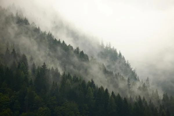 Лесной туман — стоковое фото
