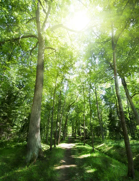 Пешеходная дорожка между деревьями в зеленом лесу — стоковое фото