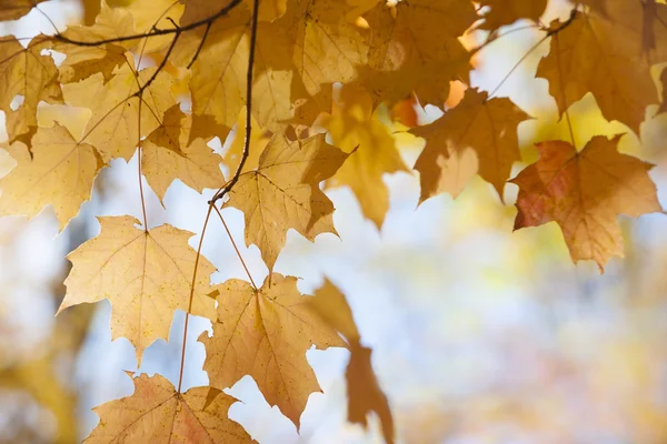 Осенью листья клена с подсветкой Стоковое Изображение