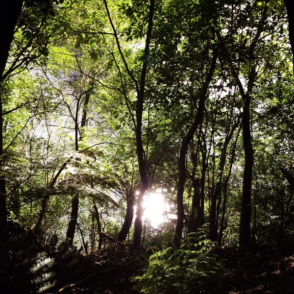 Лес солнце — стоковое фото