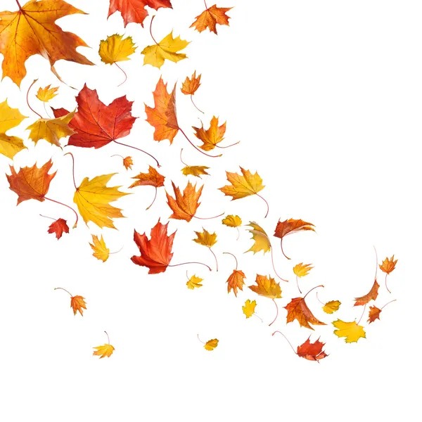 Осень падая листья Стоковая Картинка