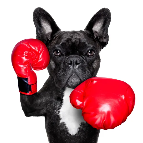 Бокс собаки — стоковое фото