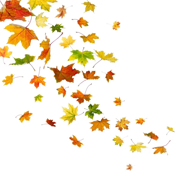 Падение кленовых листьев Стоковое Фото