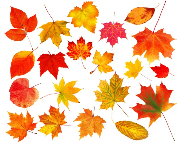 Коллекция красивых Яркие осенние листья изолирован на белом b Стоковое Изображение