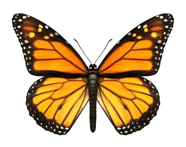 Бабочка Монарх — стоковое фото