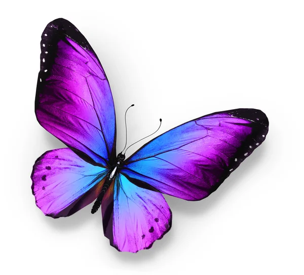 Фиолетовая бабочка, изолированные на белом — стоковое фото