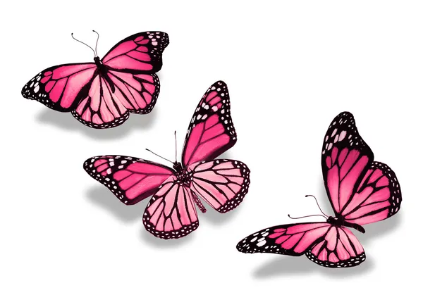 Три розовые бабочки, изолированные на белом фоне — стоковое фото