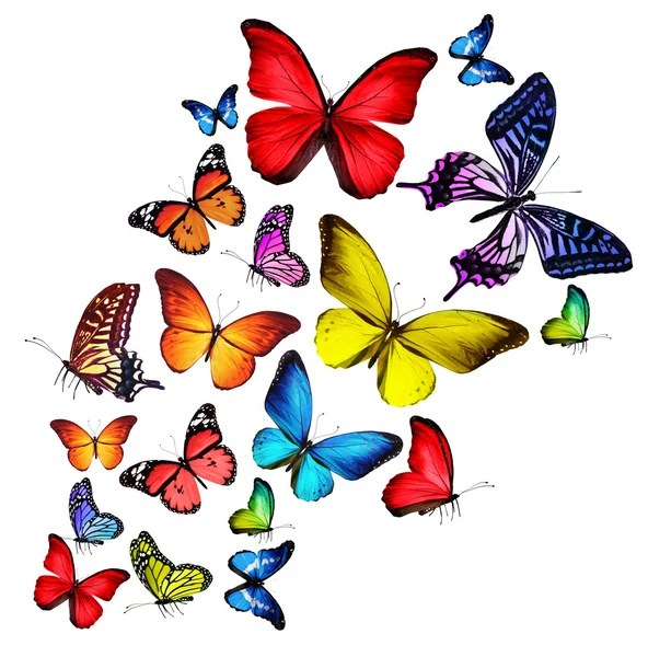 Много различных бабочек, изолированные на белом фоне — стоковое фото