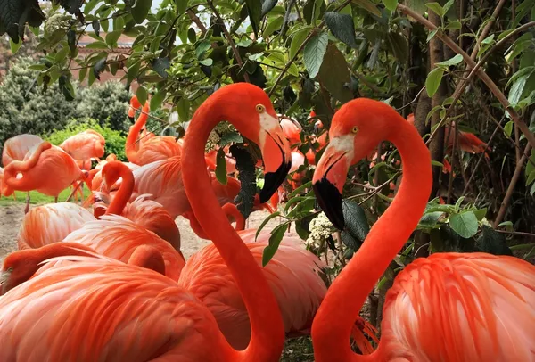 Фламинго Влюбленное сердце — стоковое фото
