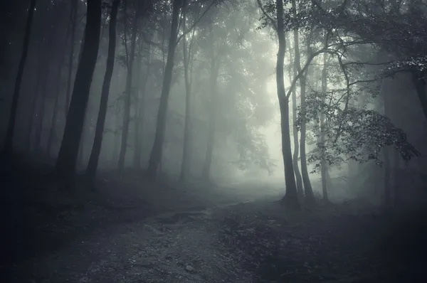 Темный лес с дороги — стоковое фото