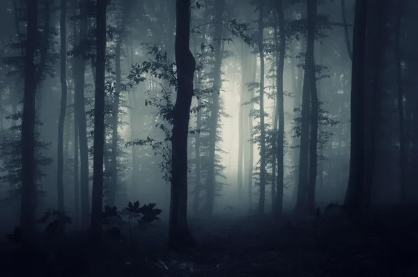 Темный лес с туман — стоковое фото