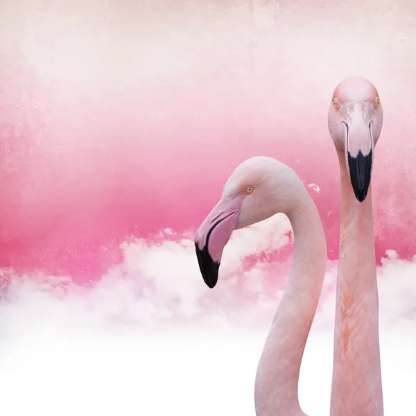 Розовый Фламинго фон — стоковое фото