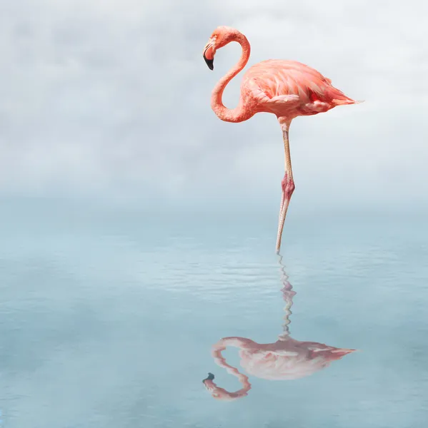 Фламинго в пруду — стоковое фото
