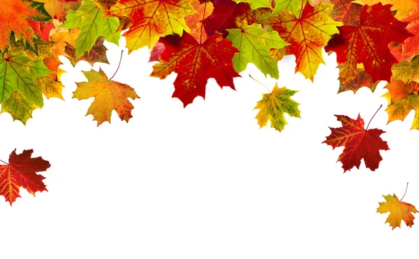 Границы рамки красочные осенние листья, изолированные на белом фоне Стоковое Изображение