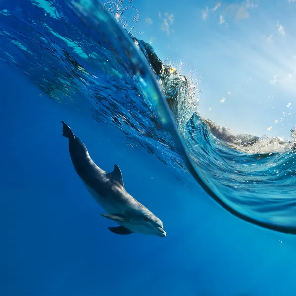 Дельфин плавание под водой — стоковое фото