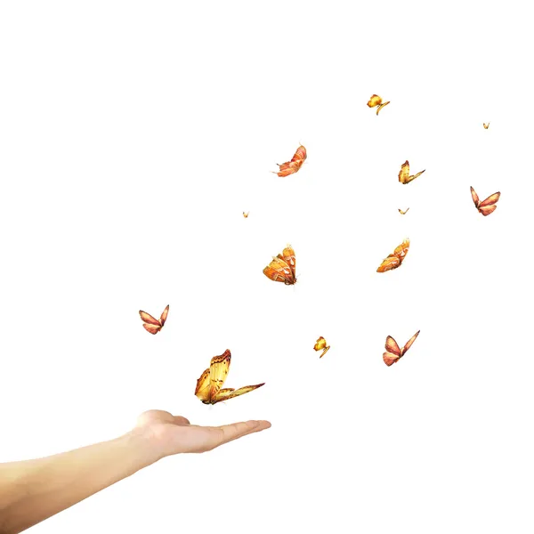 Бабочки летают — стоковое фото