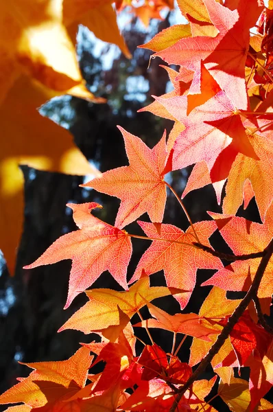Красные кленовые листья Лицензионные Стоковые Фото