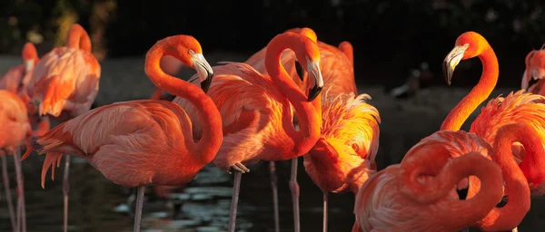 Карибская Фламинго на красивый закат — стоковое фото
